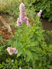 Spiraea × billardii