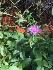 Centaurea