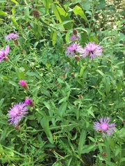 Centaurea