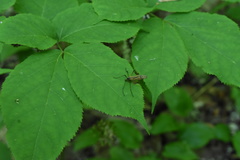 Prionolabis rufibasis