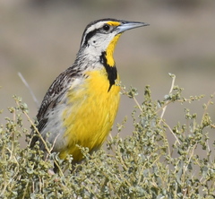 Chihuahuan Meadowlark photo 4
