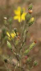 Benitoa occidentalis
