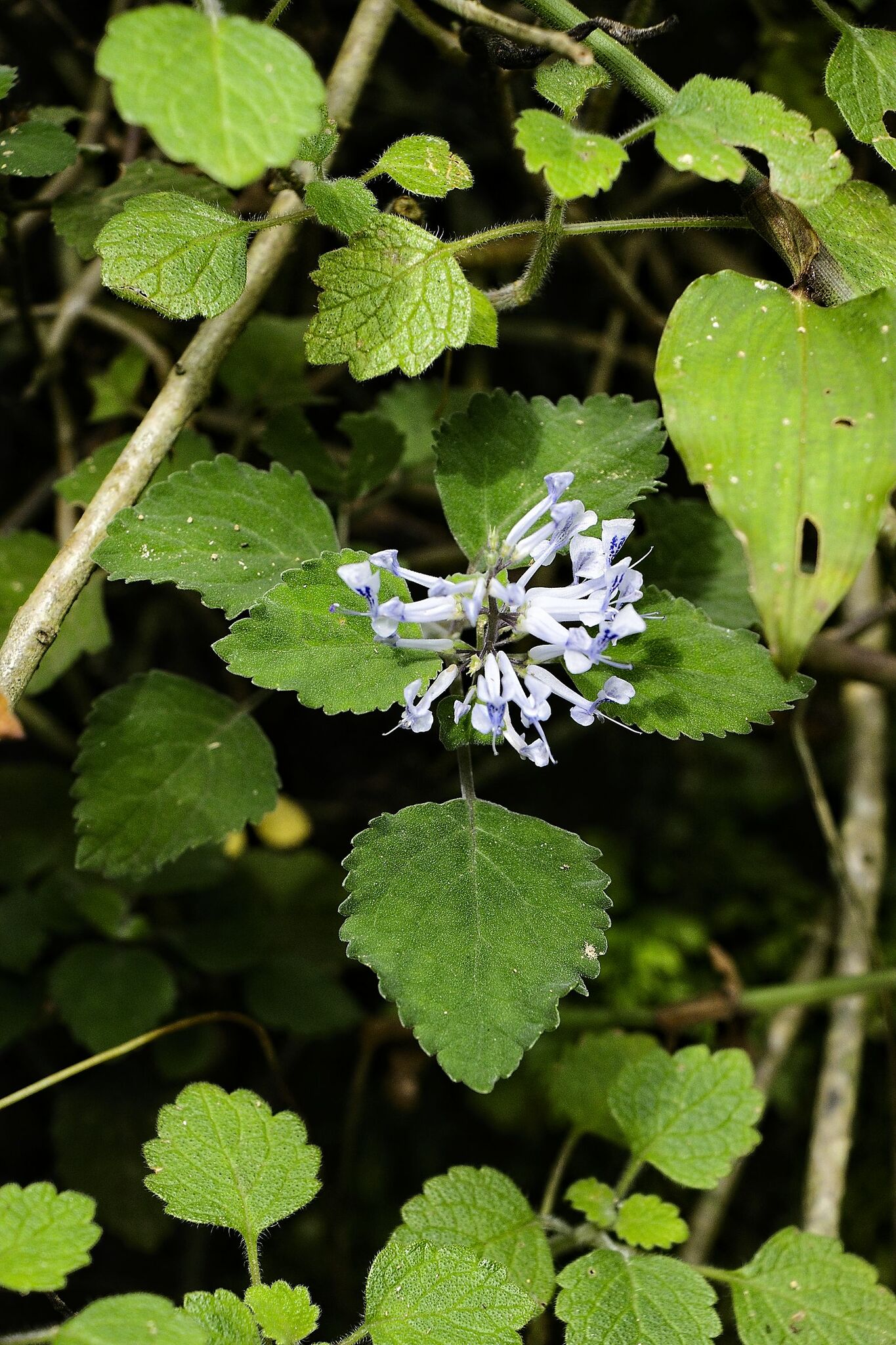 Imagem de Lavanda-do-zulu