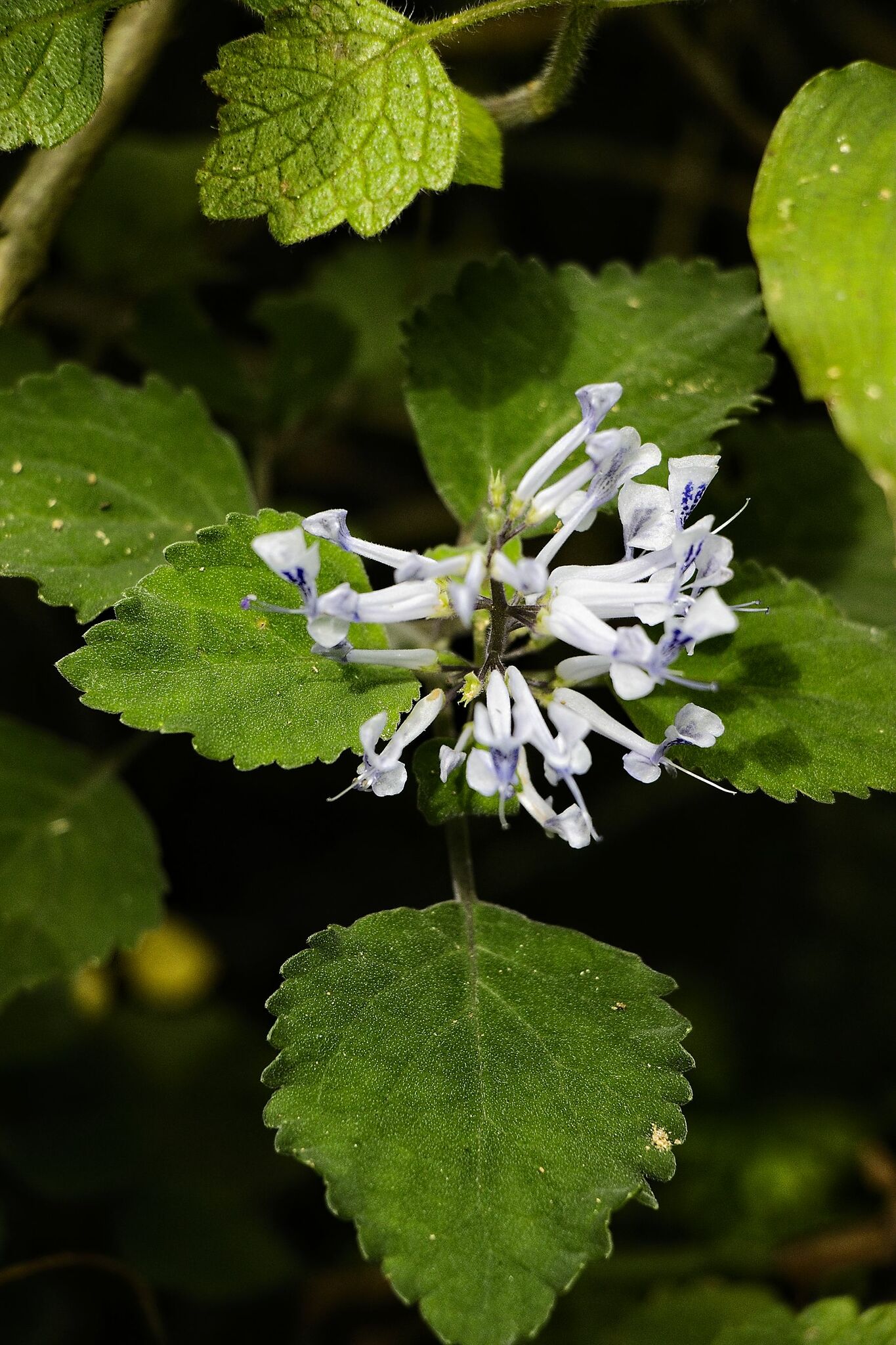 Imagem de Lavanda-do-zulu