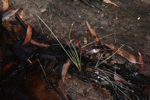 Image of Chorizandra cymbaria by (c) Thomas Mesaglio, some rights reserved (CC BY)