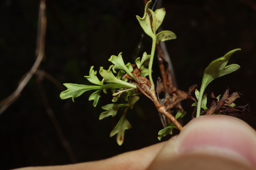 Image of Xanthosia stellata by (c) Thomas Mesaglio, some rights reserved (CC BY)