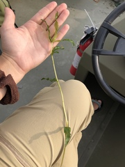 Potamogeton richardsonii