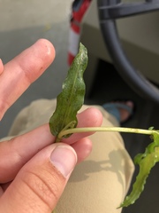 Potamogeton richardsonii