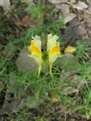 Linaria vulgaris