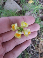 Linaria vulgaris