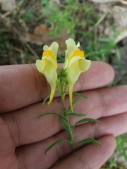 Linaria vulgaris
