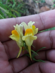 Linaria vulgaris