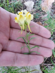 Linaria vulgaris