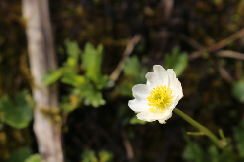 Image of Ranunculus alpestris by (c) Ole N., some rights reserved (CC BY)
