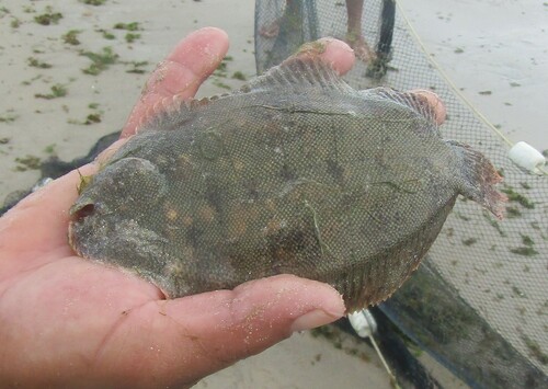 Slipper sole (Trinectes paulistanus) — Achiridae