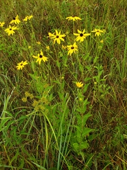 Rudbeckia auriculata