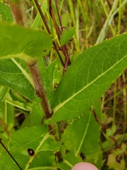 Rudbeckia auriculata