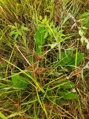 Rudbeckia auriculata