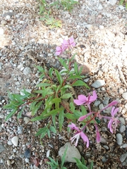 Chamaenerion angustifolium