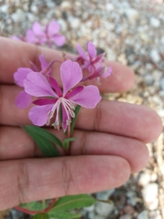 Chamaenerion angustifolium