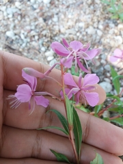 Chamaenerion angustifolium