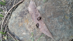 Adelium abbreviatum