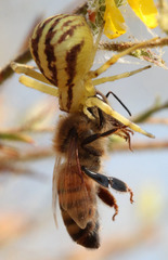 Mecaphesa schlingeri