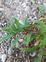 Chamaenerion angustifolium