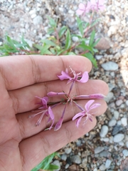 Chamaenerion angustifolium