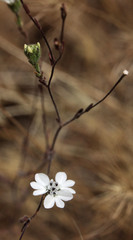 Hemizonia congesta luzulifolia