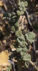 Malacothamnus aboriginum