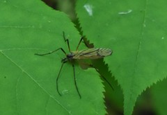 Prionolabis rufibasis