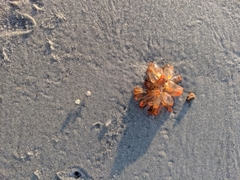 Ecteinascidia turbinata