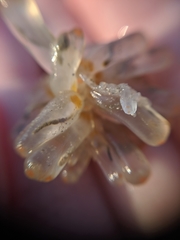 Ecteinascidia turbinata