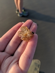 Ecteinascidia turbinata