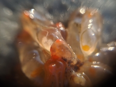 Ecteinascidia turbinata