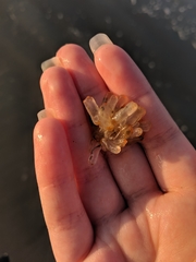 Ecteinascidia turbinata