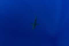 Carcharhinus falciformis