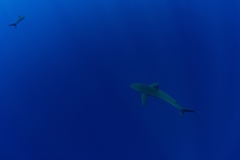 Carcharhinus falciformis