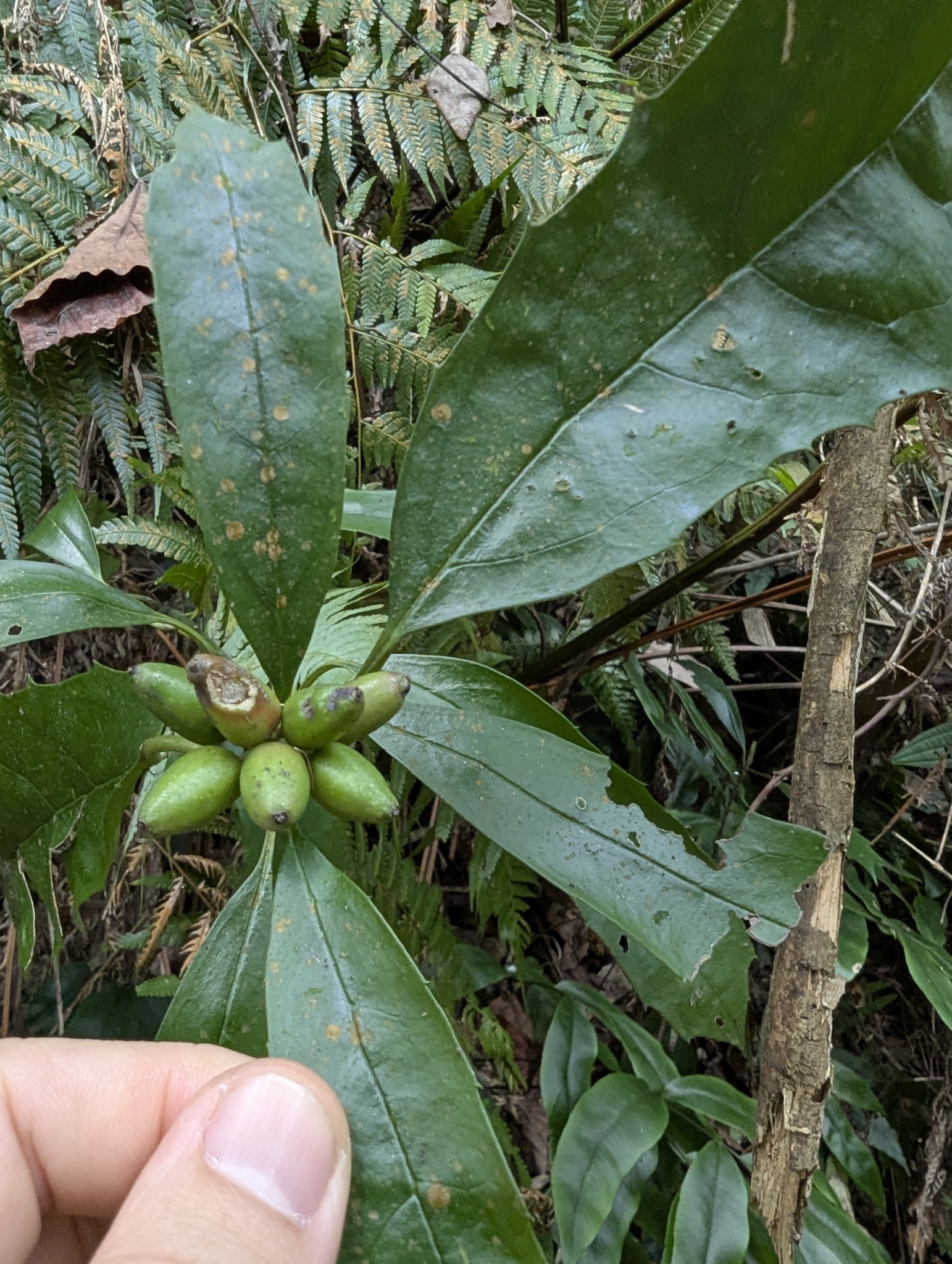 Imagem de Aucuba-japônica