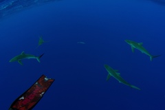 Carcharhinus falciformis