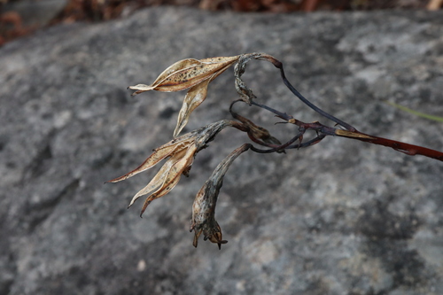 Image of Blandfordia nobilis by (c) Thomas Mesaglio, some rights reserved (CC BY)