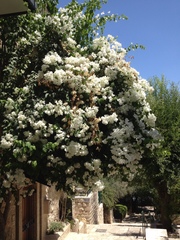 Bougainvillea