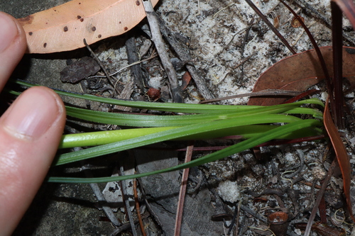 Image of Blandfordia nobilis by (c) Thomas Mesaglio, some rights reserved (CC BY)