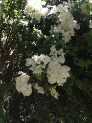 Bougainvillea