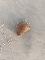 Molgula occidentalis