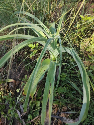 Foto de Cebola-do-brejo