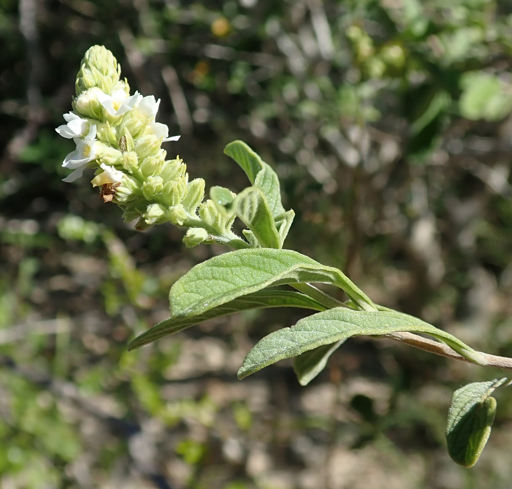 Coelocarpum swinglei