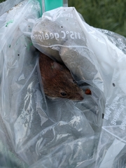 Clethrionomys glareolus