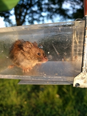 Clethrionomys glareolus
